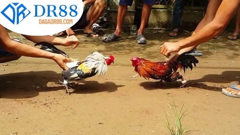 Hướng dẫn Sử Dụng App Xem Đá Gà DR88
