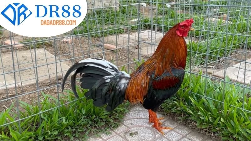 Tìm Hiểu Về Cá Cược Đá Gà Trên DR88
