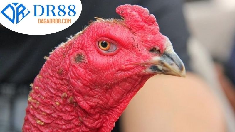 Mẹo Và Chiến Lược Hữu Ích