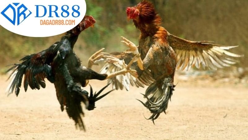 Các Lựa Chọn Hàng Đầu cho Chọi Gà trên DR88