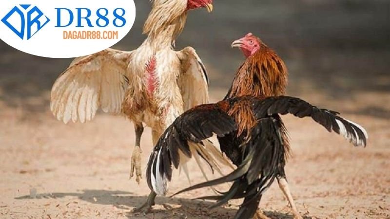 Hướng Dẫn Tham Gia Chọi Gà tại DR88
