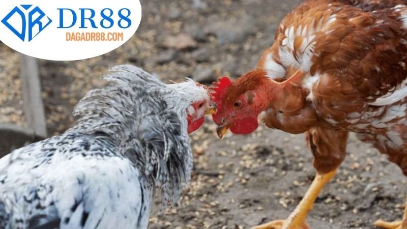 Tổng quan về đá gà ăn tiền DR88
