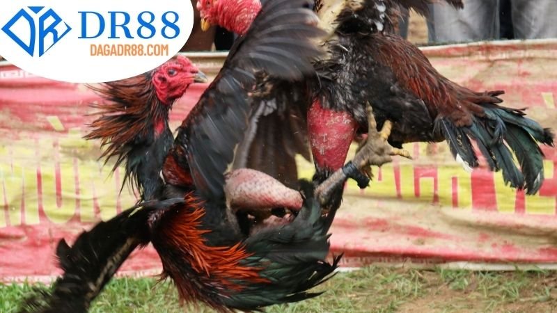 Hướng dẫn tham gia đá gà ăn tiền tại DR88