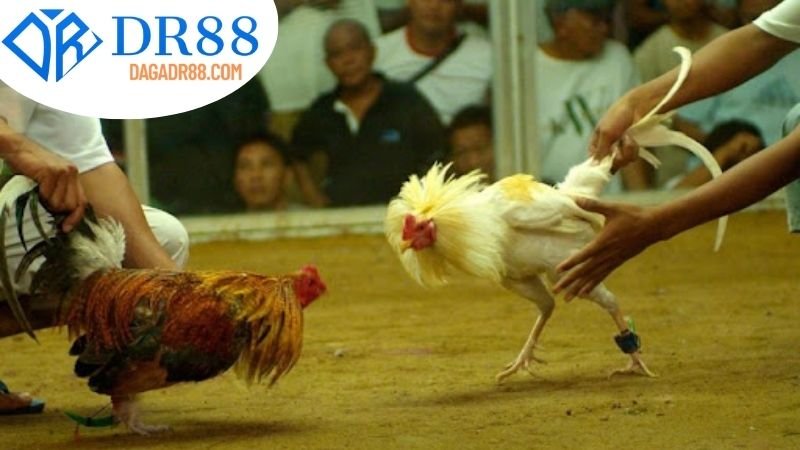 Lợi ích và rủi ro của đá gà ăn tiền DR88