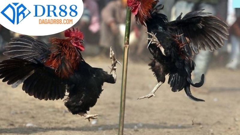 Hướng Dẫn Áp Dụng Chiến Thuật