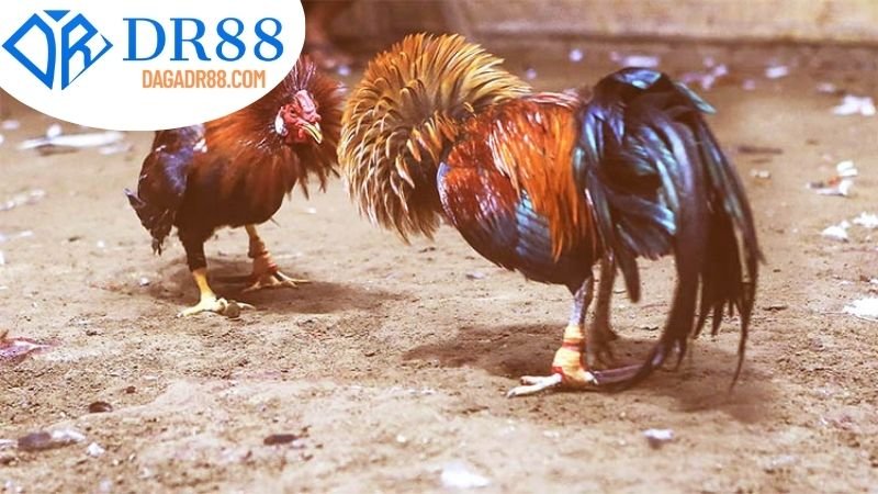 Định nghĩa và Giải thích về Đá Gà Cựa Sắt DR88