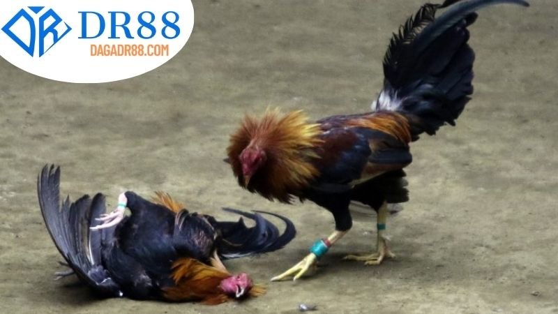 Lợi Ích và Rủi Ro của Đá Gà Cựa Sắt DR88