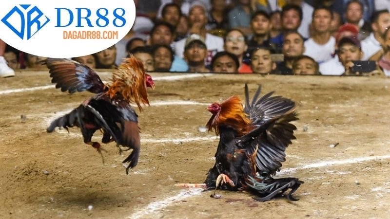 Cách thức tham gia Đá Gà trên DR88