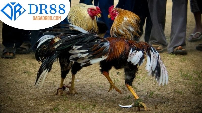 Tùy chọn tốt nhất cho Đá Gà trên DR88