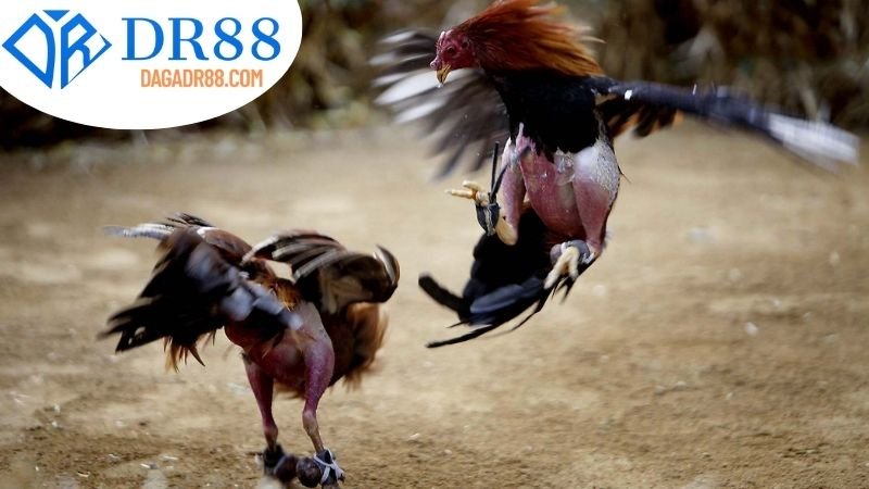 Giới thiệu về Đá Gà Live DR88