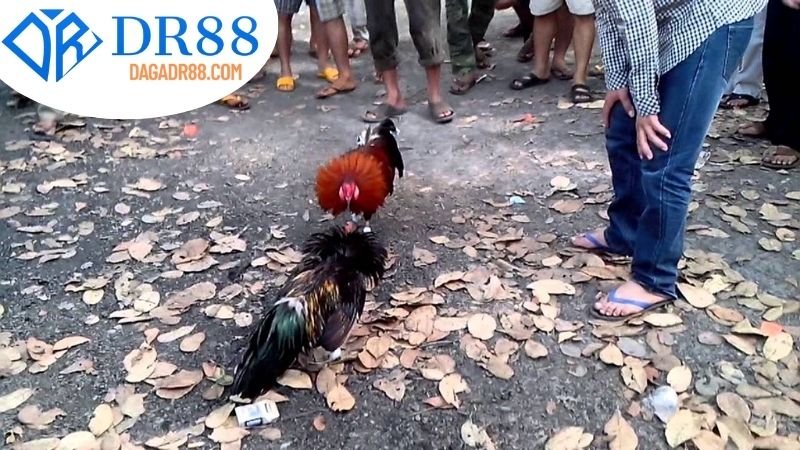 Hướng dẫn Tham Gia Đá Gà Miền Tây DR88