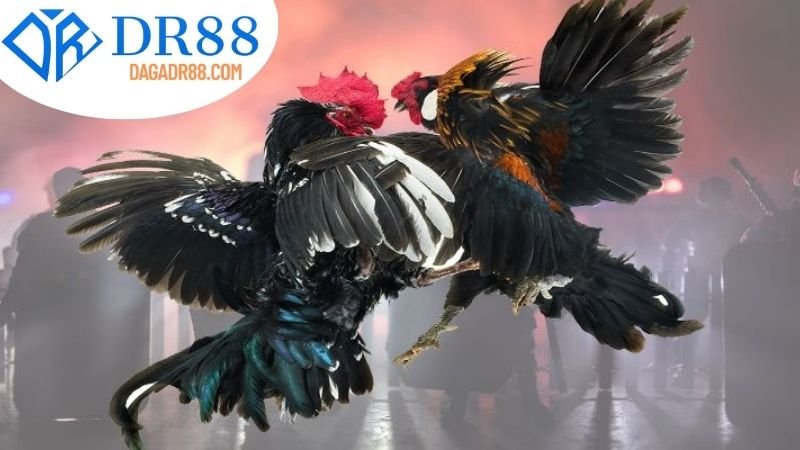 Cách Tham Gia Đá Gà Online trên DR88