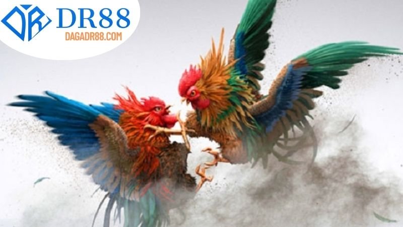 Các Tùy Chọn Tốt Nhất trên DR88