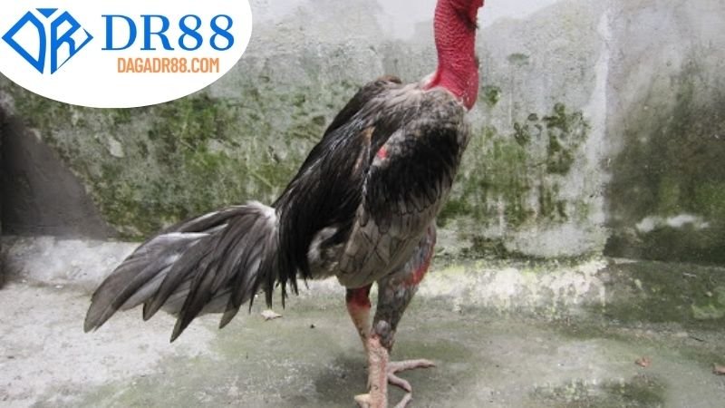Top 5 lựa chọn gà chiến tại DR88 tốt nhất