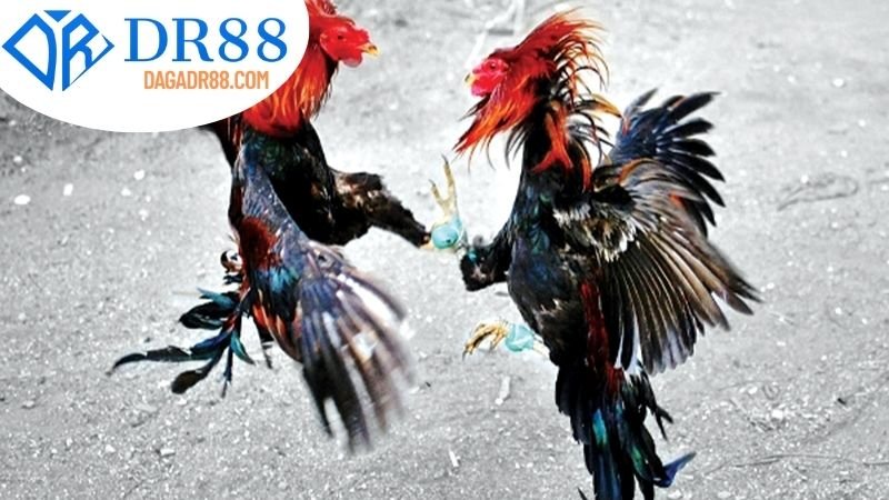 Cách chọn và chăm sóc gà chiến tại DR88