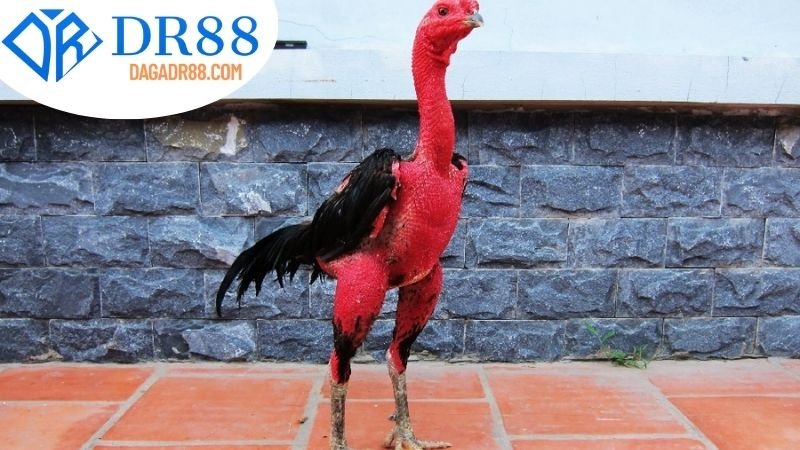 Định Nghĩa Và Đặc Điểm Của Gà Nòi tại DR88