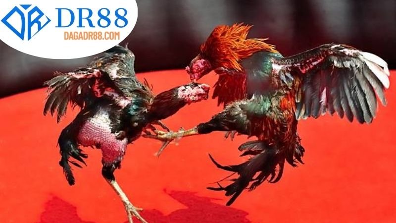 Giới thiệu về nền tảng DR88