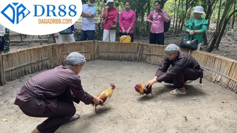 Hướng Dẫn Xem Đá Gà DR88