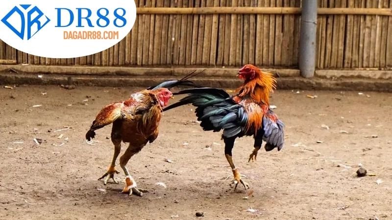 Tổng Quan Về Livestream Đá Gà DR88