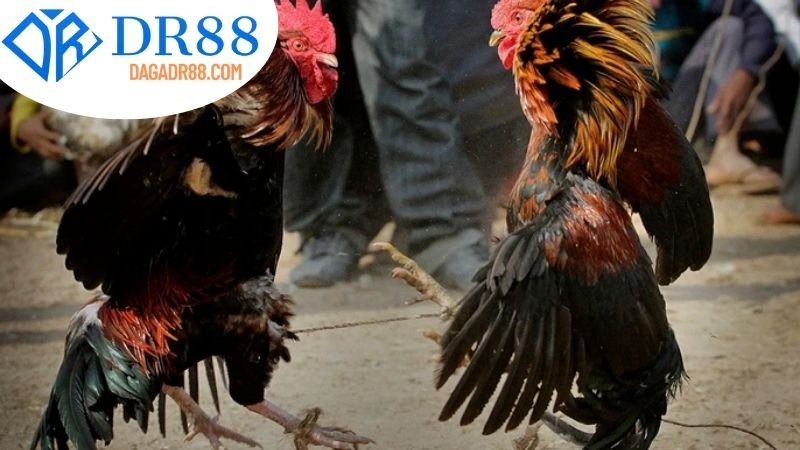 Rủi Ro Và Các Lưu Ý An Toàn Khi Tham Gia