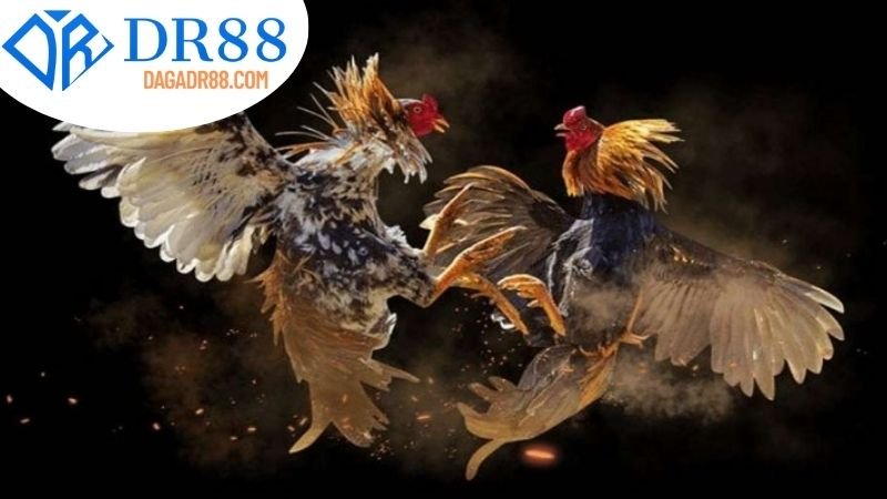 Giới thiệu về Nhà Cái DR88