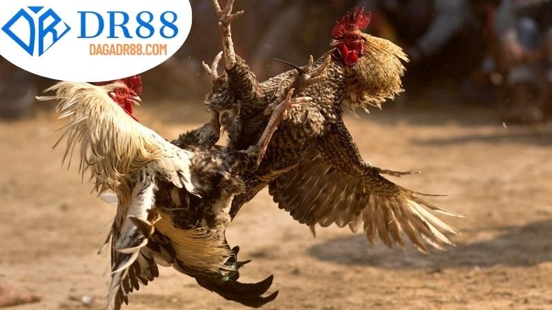 Hướng Dẫn Sử Dụng Nhà Cái Đá Gà DR88